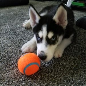 Meet your Posher, Celina